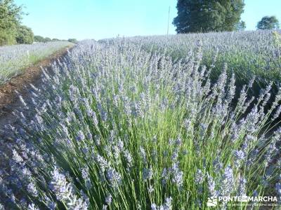 Campos Lavanda Brihuega-Provenza Española; viajes a medida gente vip grupos pequeños